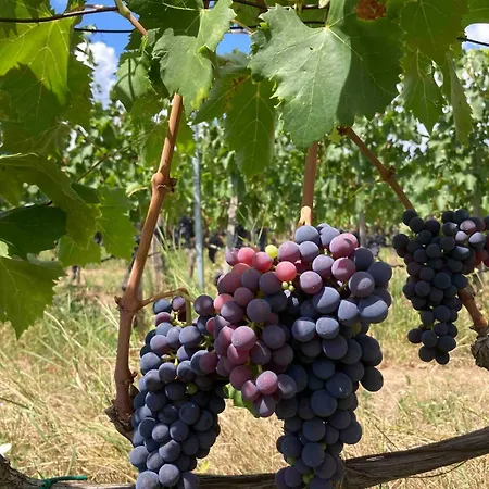 Hegyoldal Vendeghaz * Hegymagas