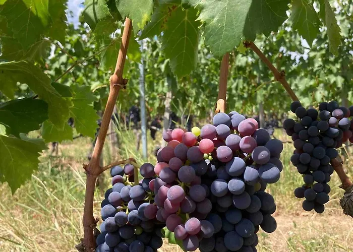 Hegyoldal Vendeghaz * Hegymagas